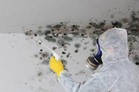 Best Attic Mold Removal  in Andrews, NC